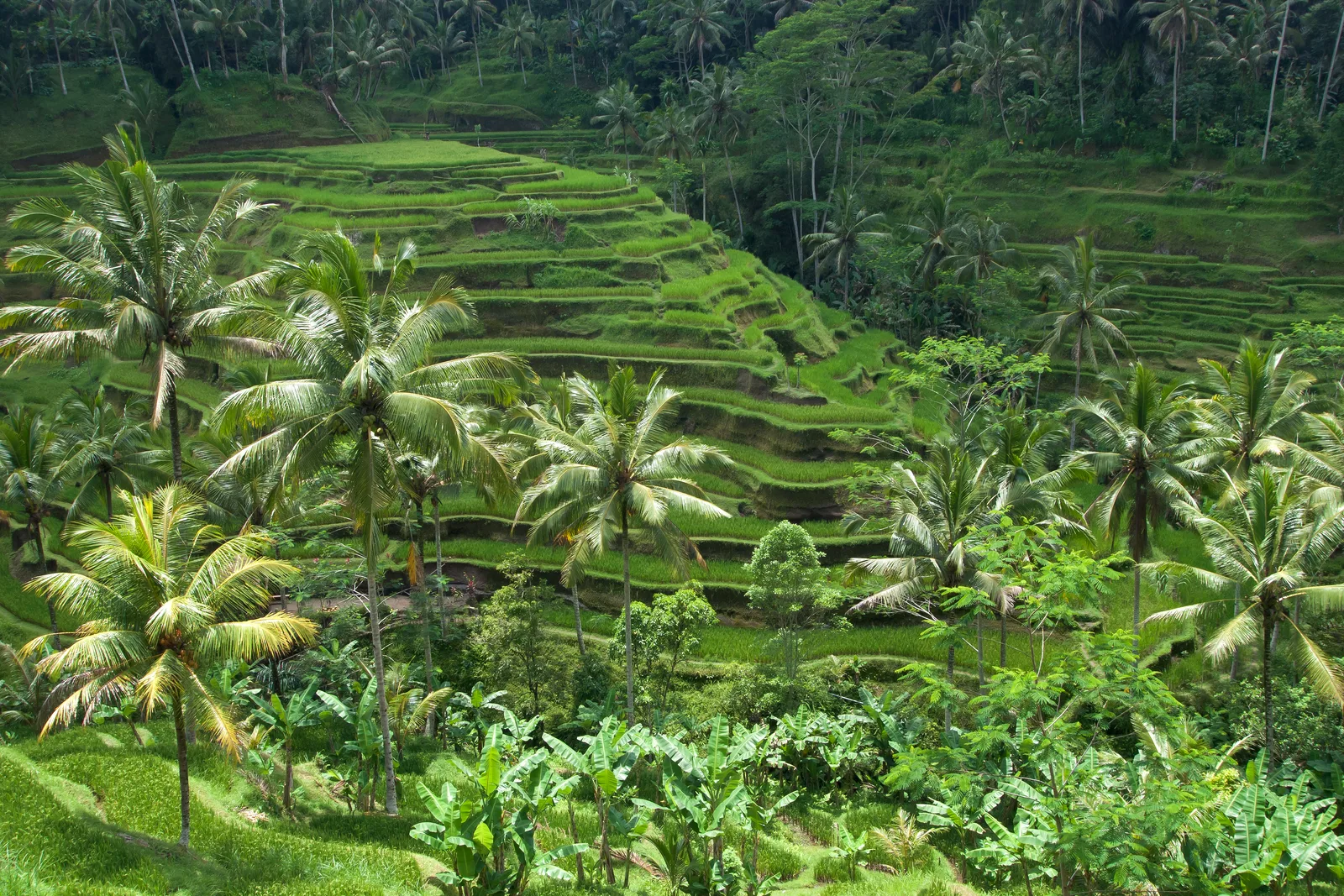 Bali: Bali scooters, temples and the tourist levy